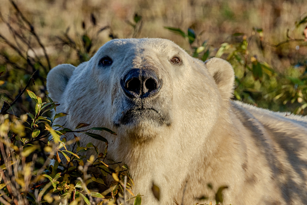 Polar bear close up. Nanuk Polar Bear Lodge. Eric Wichems photo.