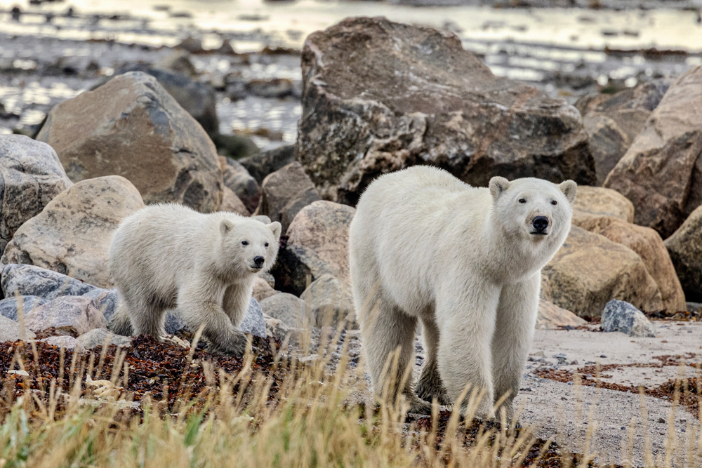 Mom and cub on the rocky coastline at Seal River Heritage Lodge. Eric Wichems photo.