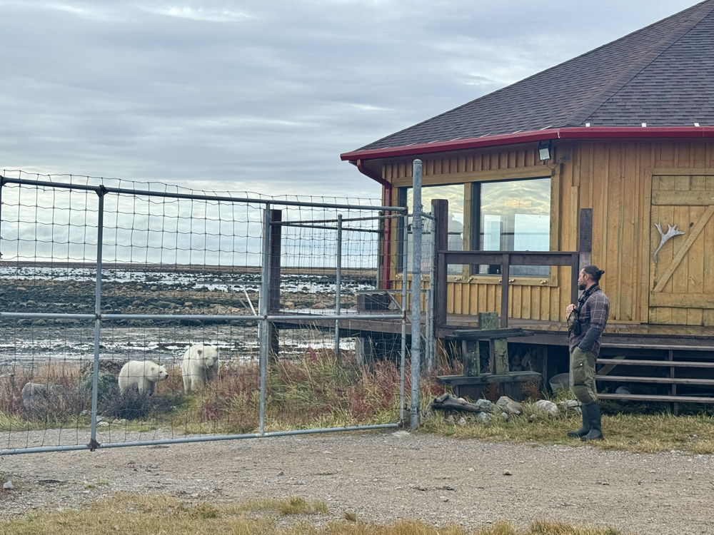 Mom and cub at the lodge fence. Seal River Heritage Lodge. Eric Wichems photo.