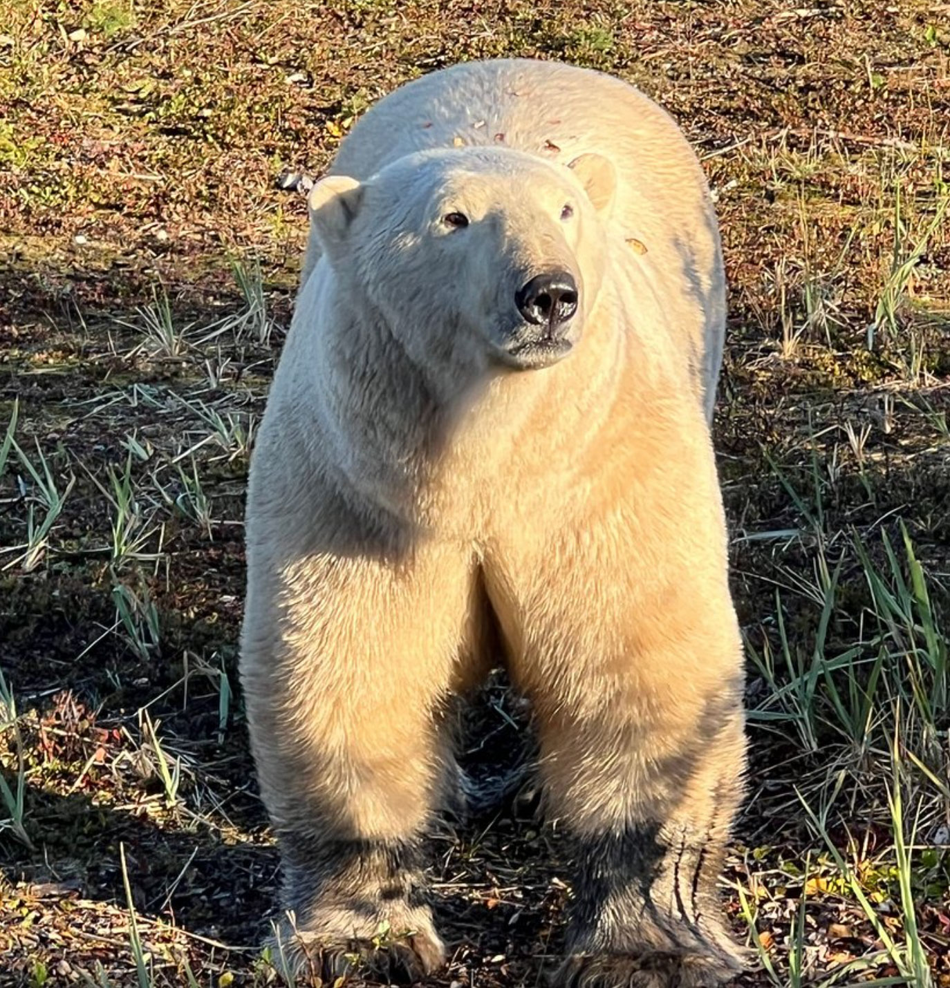 Polar bear visitor at Nanuk Polar Bear Lodge. Bill L photo. Click image for associated review.