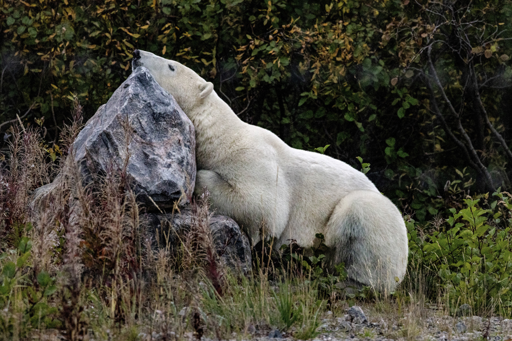 Polar bear daydreaming on a boulder at Seal River Heritage Lodge. Eric Wichems photo.
