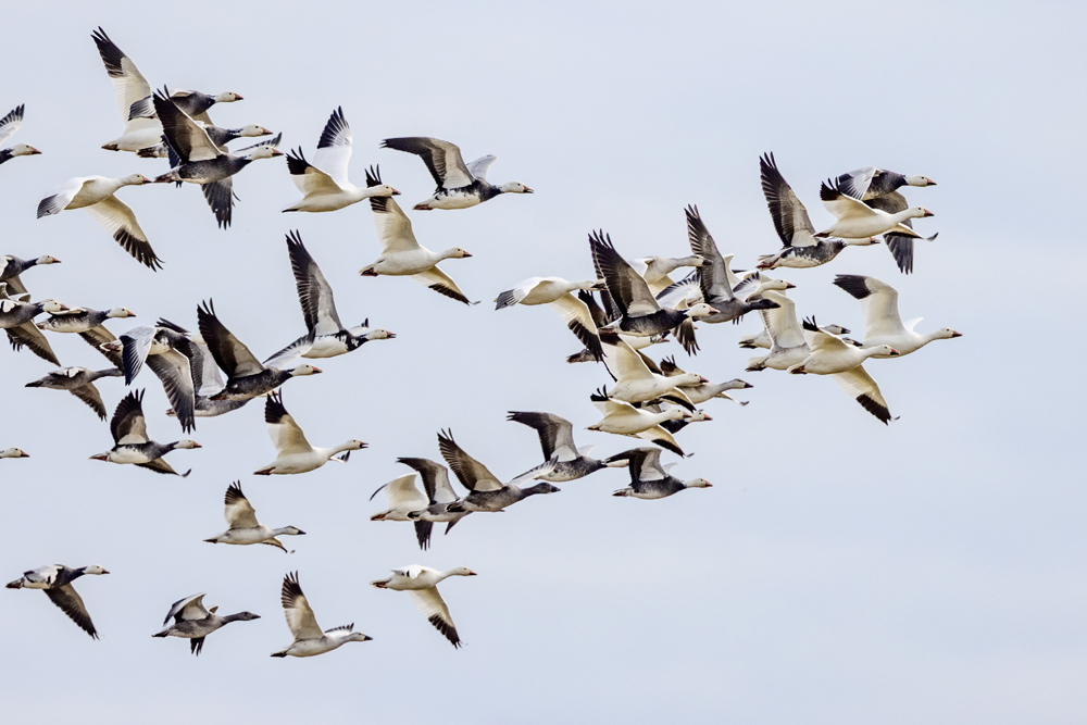 Snow geese over Nanuk Polar Bear Lodge. Eric Wichems photo.