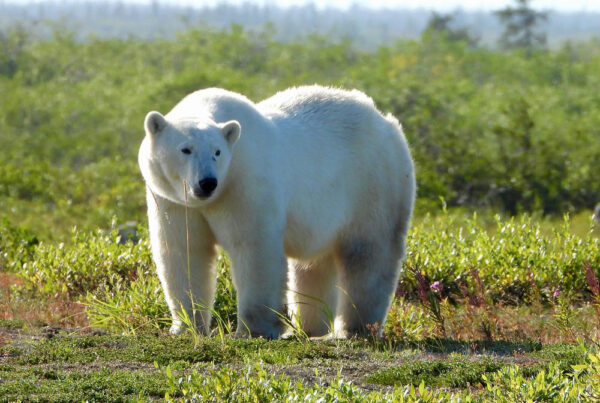 Polar bear in summer green at Seal River. Brian M. photo. Click for review.