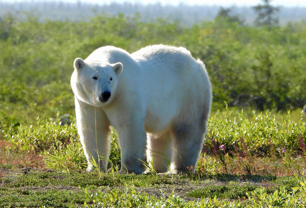 Polar bear in summer green at Seal River. Brian M. photo. Click photo for associated review.