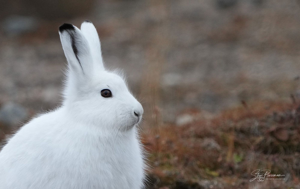 I am not a polar bear. Steve Pressman / YouGottaLoveNature.com photo.