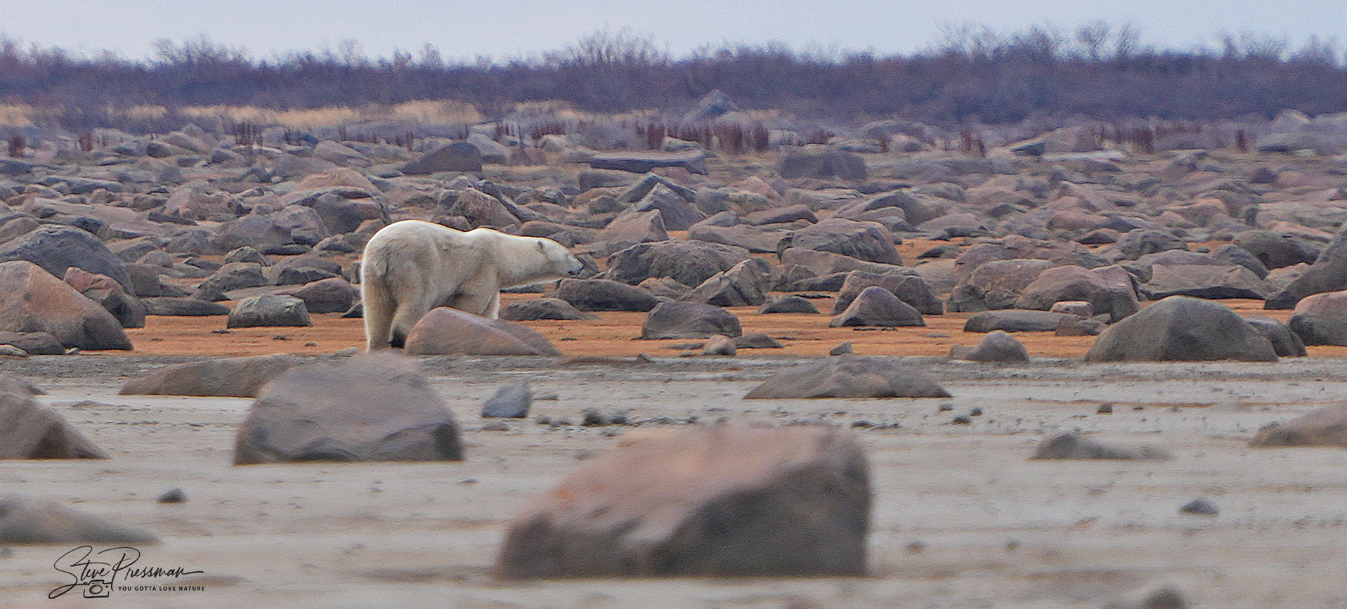 Pressmans Celebrate Fifth Churchill Wild Safari with Resident Polar Bear at Nanuk