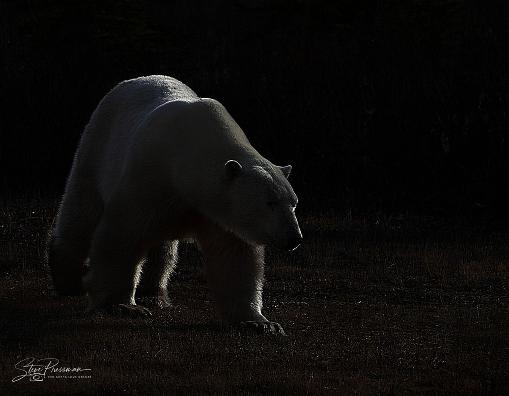 Backlit polar bear. Steve Pressman / YouGottaLoveNature.com photo.