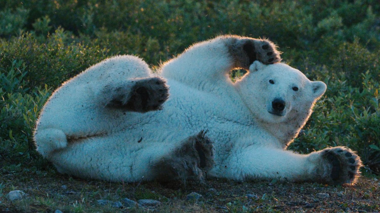 This backlit polar bear brought back memories. Roberta Oswald photo.