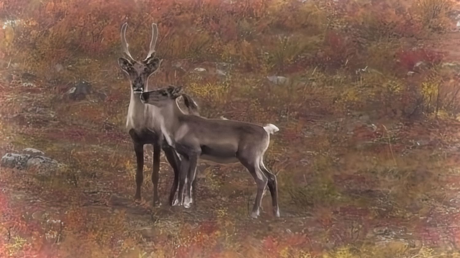 Mother caribou with calf. The group became quiet and still in order to witness this. Roberta Oswald photo.