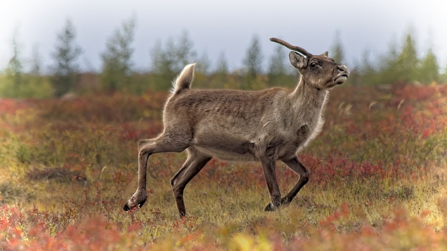 This young caribou ran right past us, stopped, turned around, ran past us again, and stopped again. An unexpected gift. Roberta Oswald photo.