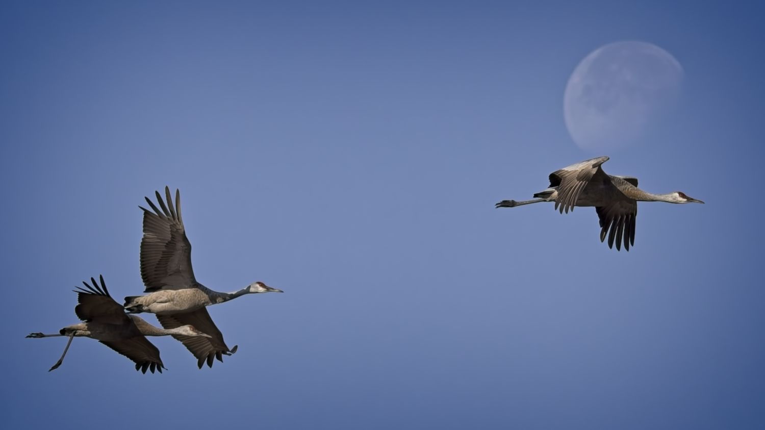 Don’t forget the skies... sandhill cranes flying past the moon. Roberta Oswald photo.