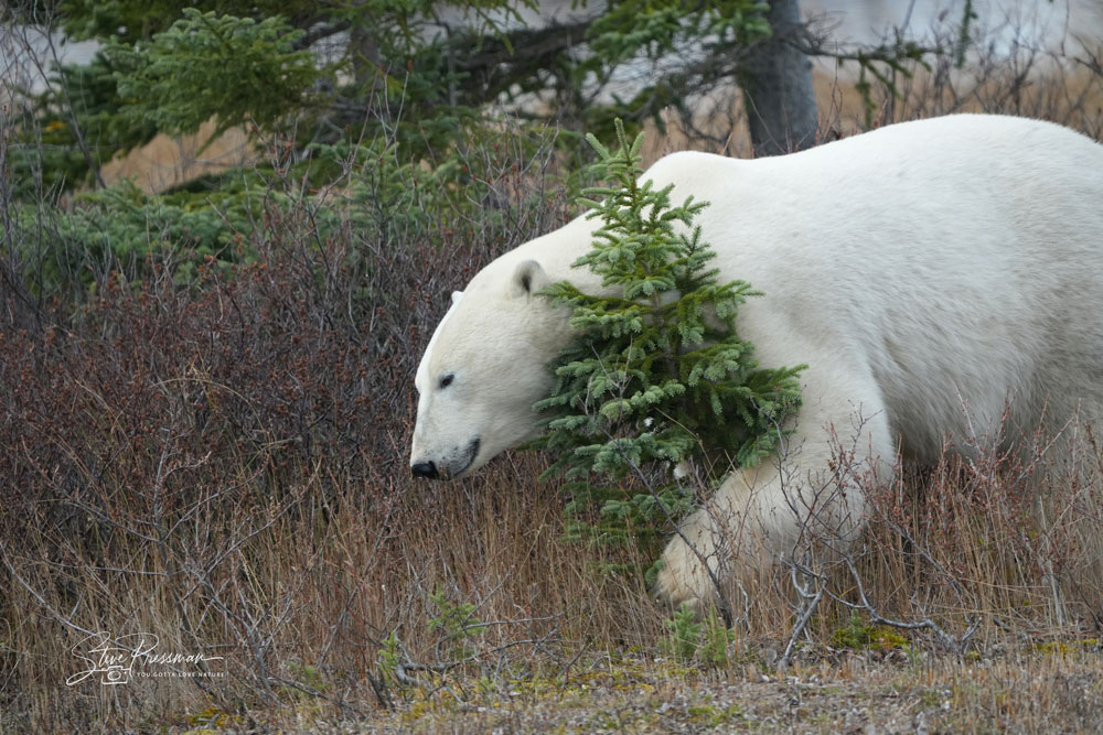 A true tree hugger at Nanuk Polar Bear Lodge. Steve Pressman / YouGottaLoveNature.com photo.