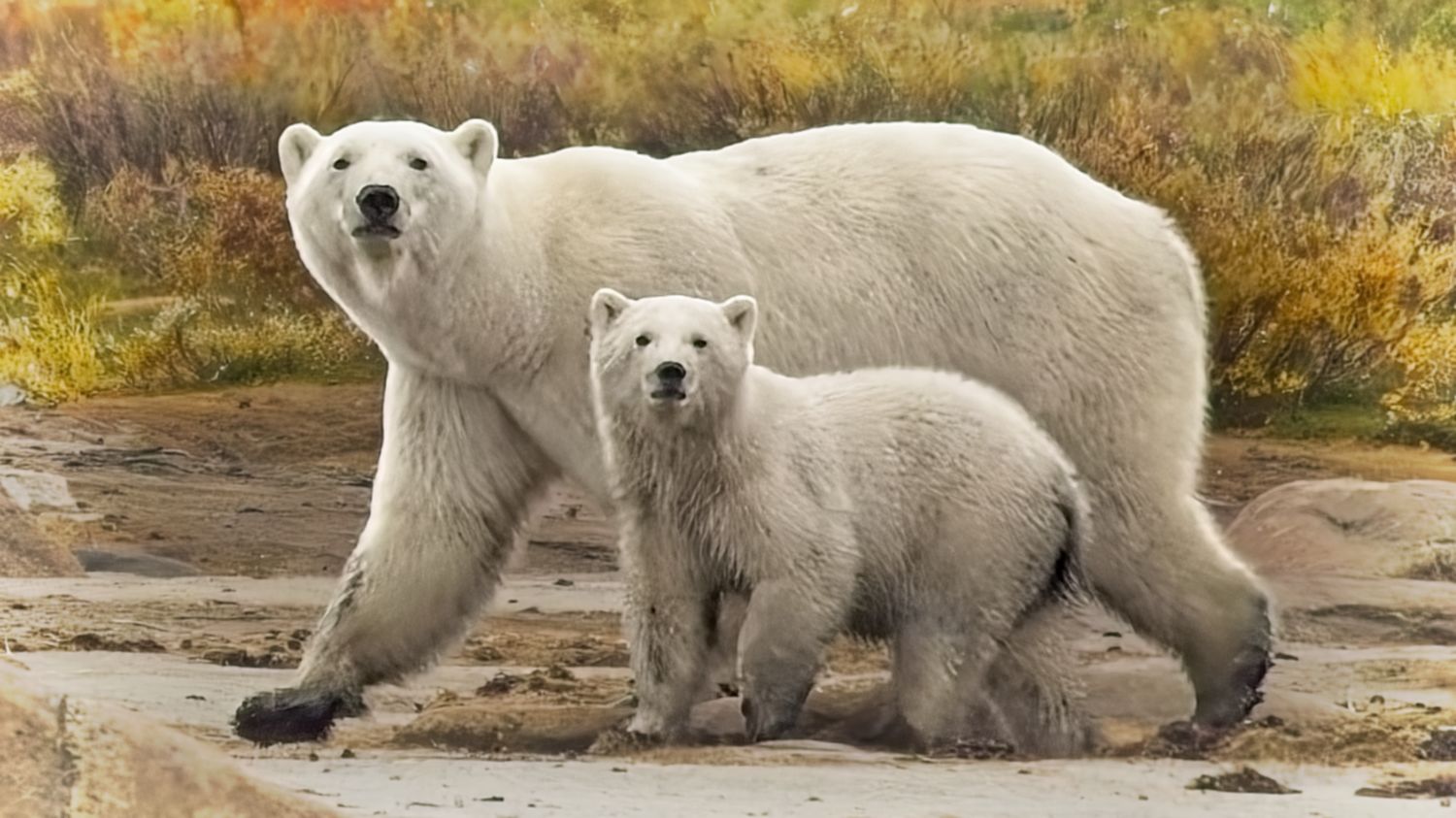 An honour, mother and young polar bear walk right past us. Roberta Oswald photo.
