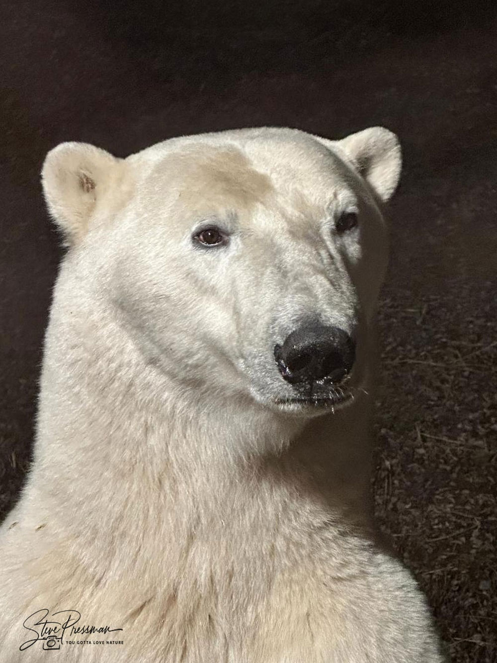 Polar bear portrait. Nanuk Polar Bear Lodge. Steve Pressman / YouGottaLoveNature.com photo.