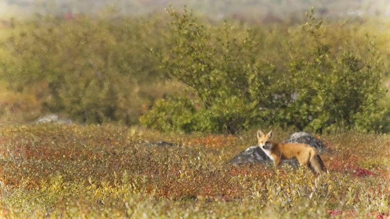 It’s not just polar bears. Walk quietly, observe, listen. There are many gifts to behold. Roberta Oswald photo.