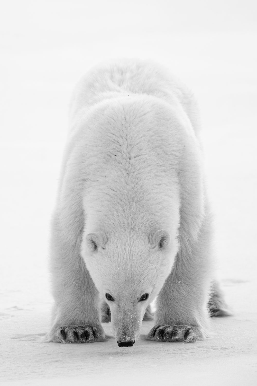 Curious young polar bear eyeing guests at Nanuk Polar Bear Lodge. Christoph Jansen / ArcticWild.net photo.