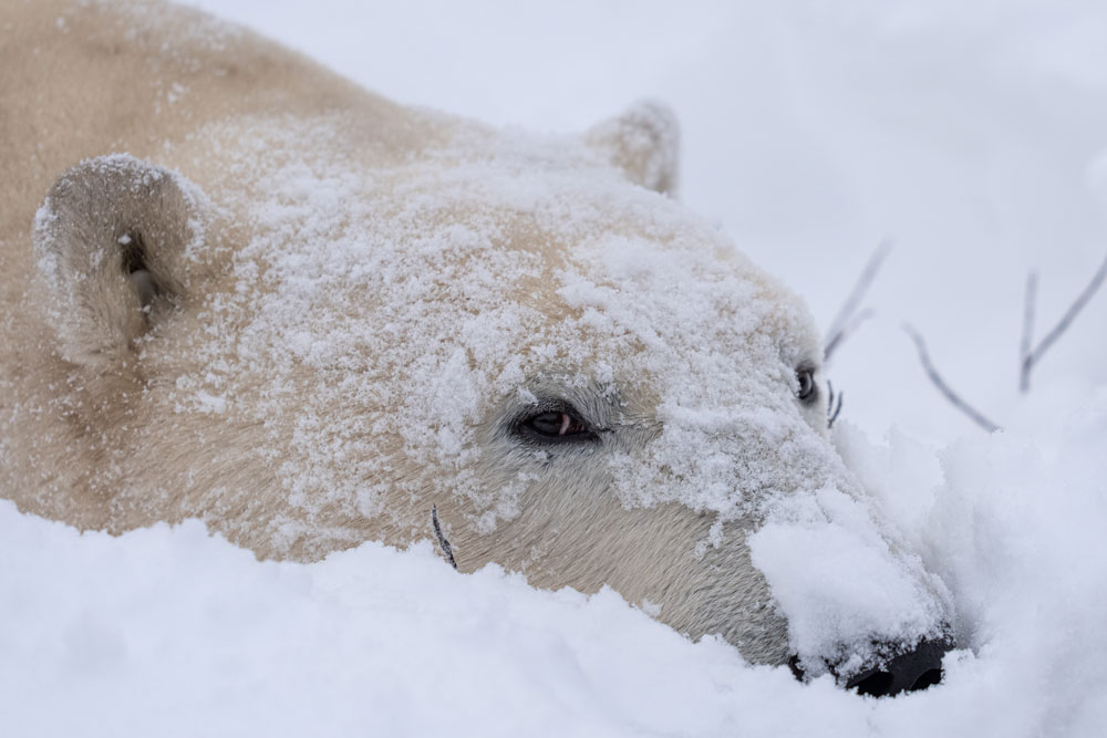 A cooling face wash after sparring. Fabienne Jansen / ArcticWild.net photo.