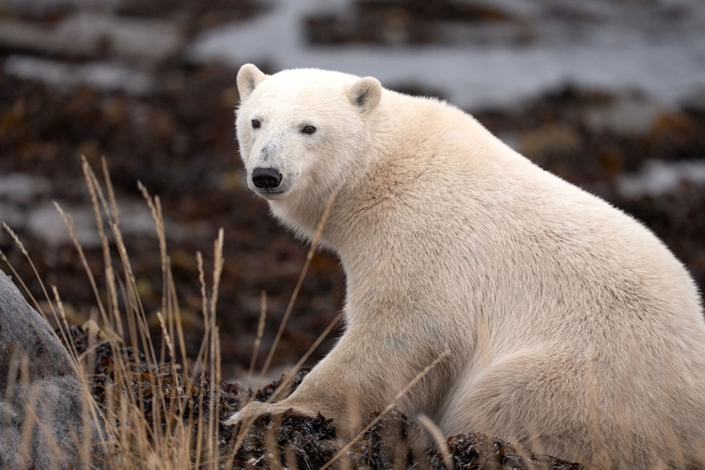 See you next summer! Fabienne Jansen / ArcticWild.net photo.