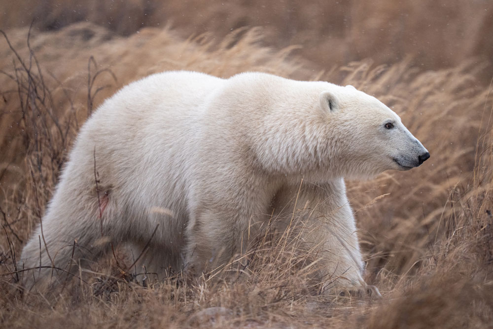 Gorgeous young polar bear in fall grass at Seal River Heritage Lodge. Fabienne Jansen / ArcticWild.net photo.