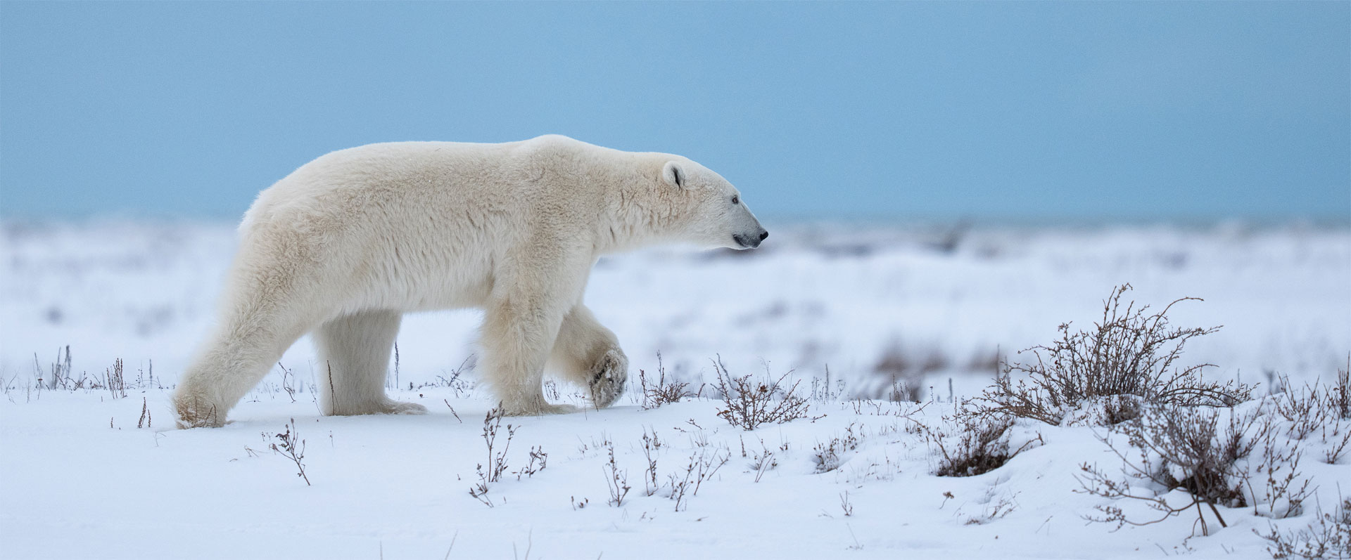 A “Celebration” of Polar Bears and More at Nanuk Polar Bear Lodge