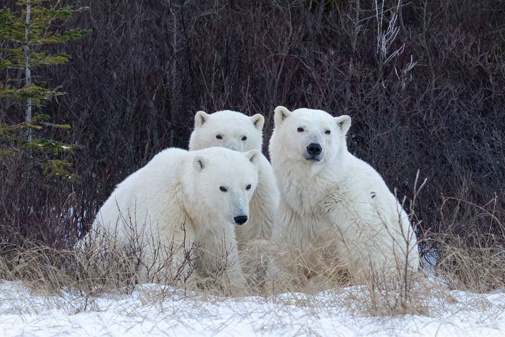 Mom and cubs at Nanuk. The male cub was almost as big as his mother! Fabienne Jansen / ArcticWild.net photo.