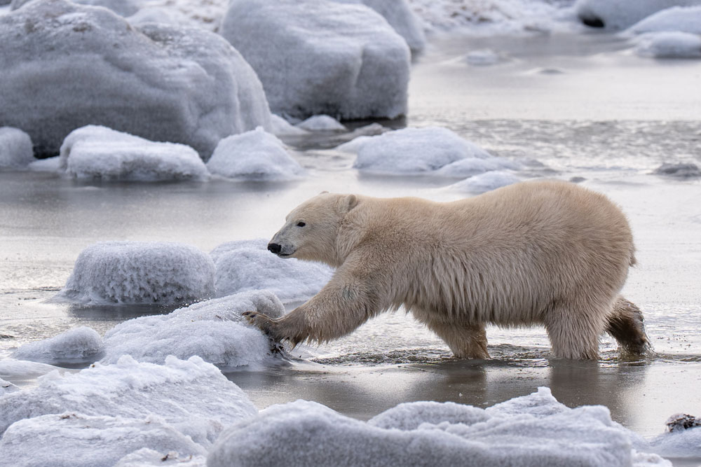 Navigating a new and familiar welcoming landscape at Seal River Heritage Lodge. Christoph Jansen / ArcticWild.net photo.