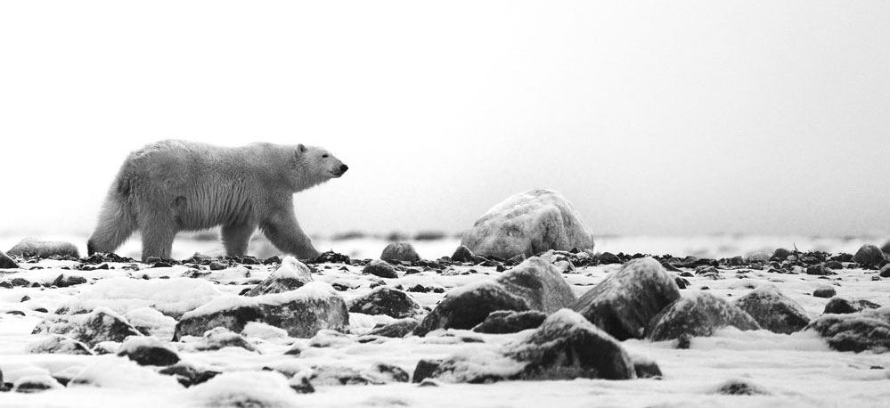 Icescape at Seal River Heritage Lodge. Christoph Jansen / ArcticWild.net photo.