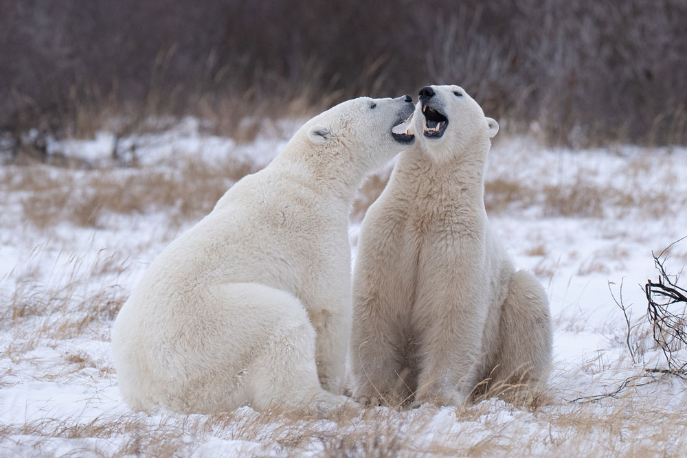 Polar bears kidding around at Nanuk Polar Bear Lodge. Christoph Jansen / ArcticWild.net photo.