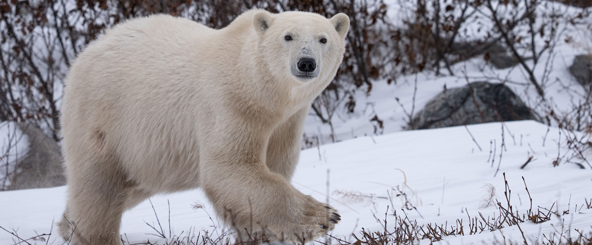 Big Freeze Begins at Seal River, Nanuk