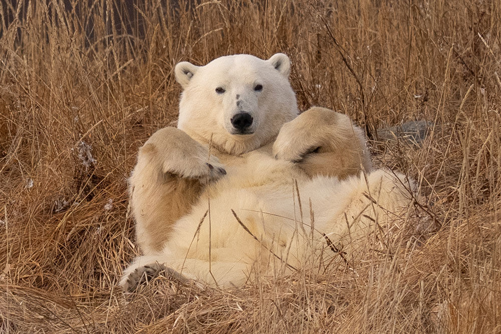 Young polar bear watching us from the long grass at Seal River. Fabienne Jansen / ArcticWild.net photo.