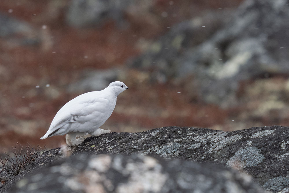 Ptarmigan were easy to spot in their winter plumage at Seal River before the big freeze. Fabienne Jansen / ArcticWild.net photo.