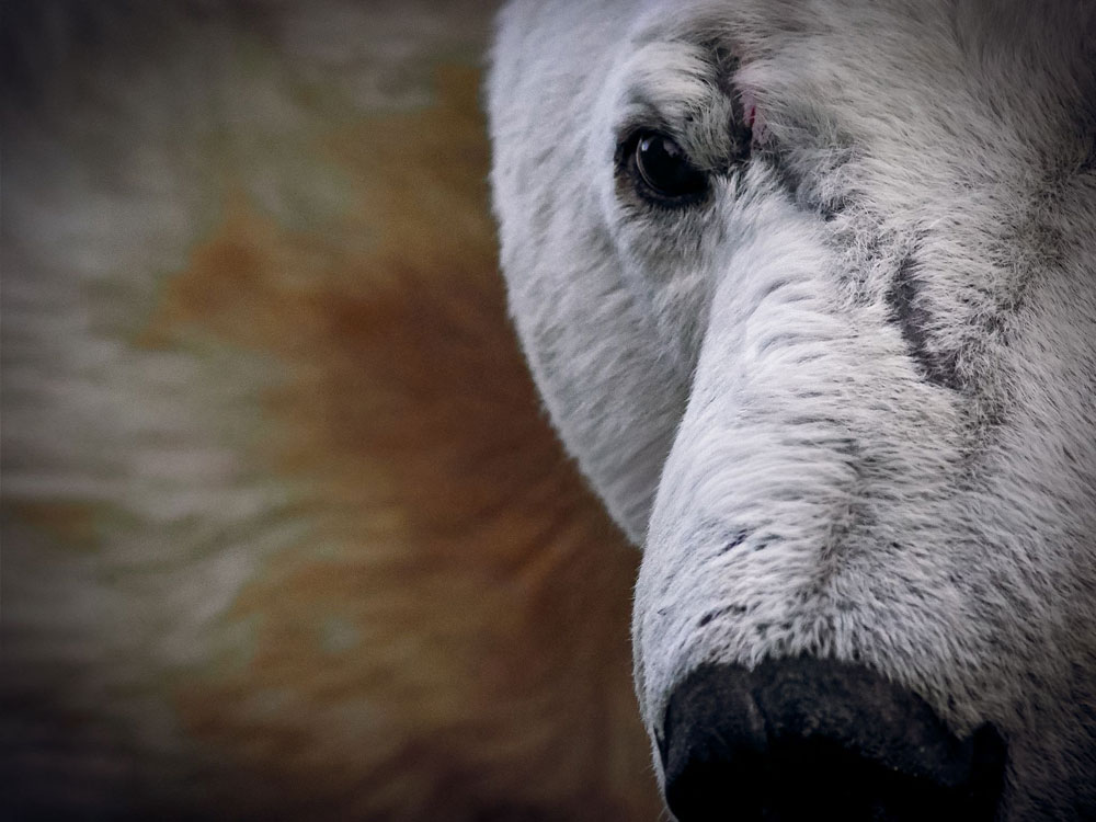 Scarbrow the polar bear sporting his intimidating look at Dymond Lake Ecolodge. Nolan Plew photo.