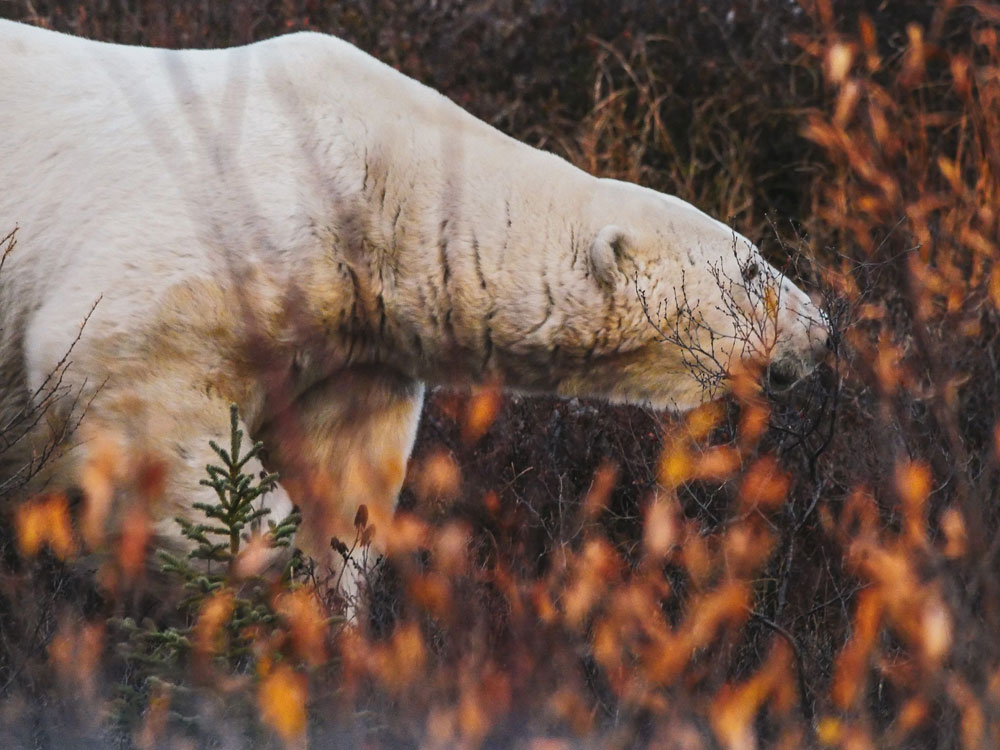 Scarbrow the polar bear in orange at Dymone Lake Ecolodge. Nolan Plew photo.