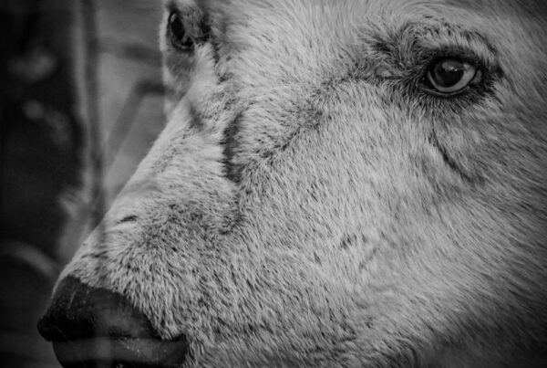 Scarbrow the polar bear. kind eyes. Nolan Plew photo.