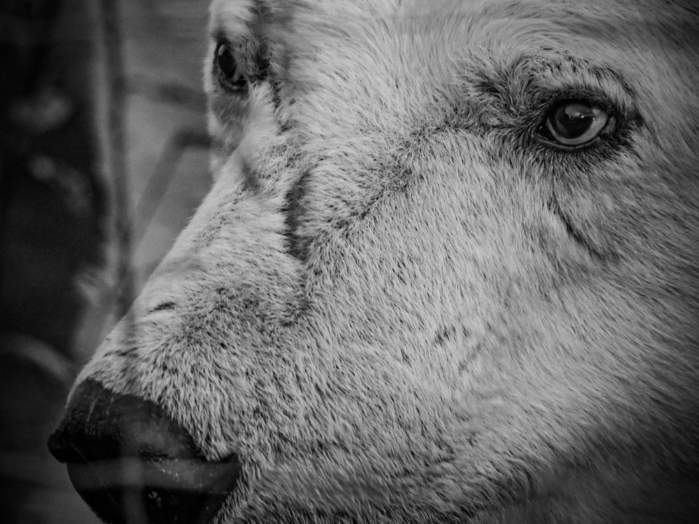 Kind eyes. Scarbrow the polar bear at Dymond Lake Ecolodge on the Great Ice Bear safari. Nolan Plew photo.