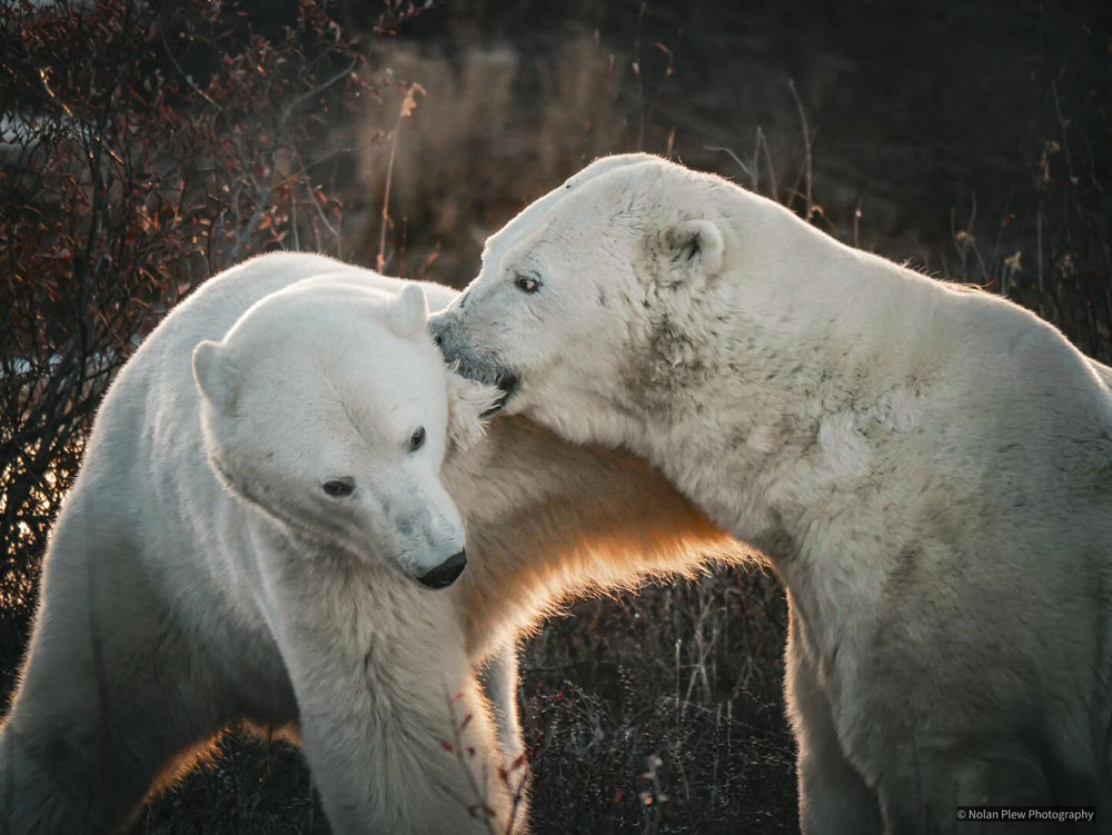 A good hold. Polar bears sparring at Dymond Lake Ecolodge on the Great Ice Bear safari. Nolan Plew photo.