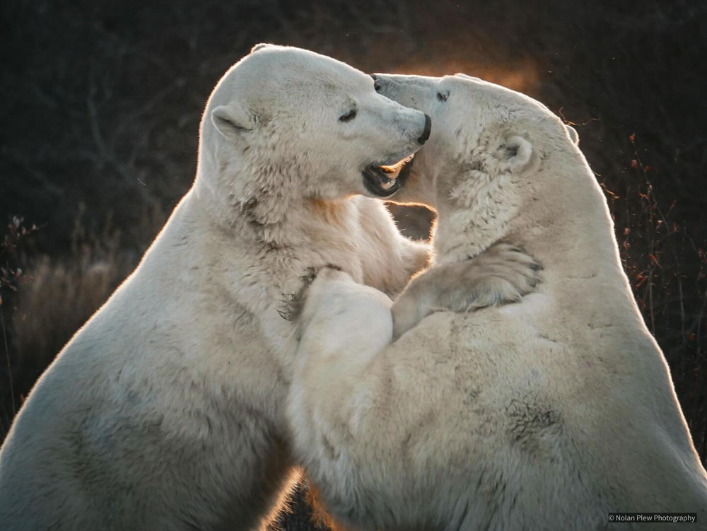 Face to face. Polar bears sparring at Dymond Lake Ecolodge on the Great Ice Bear safari. Nolan Plew photo.