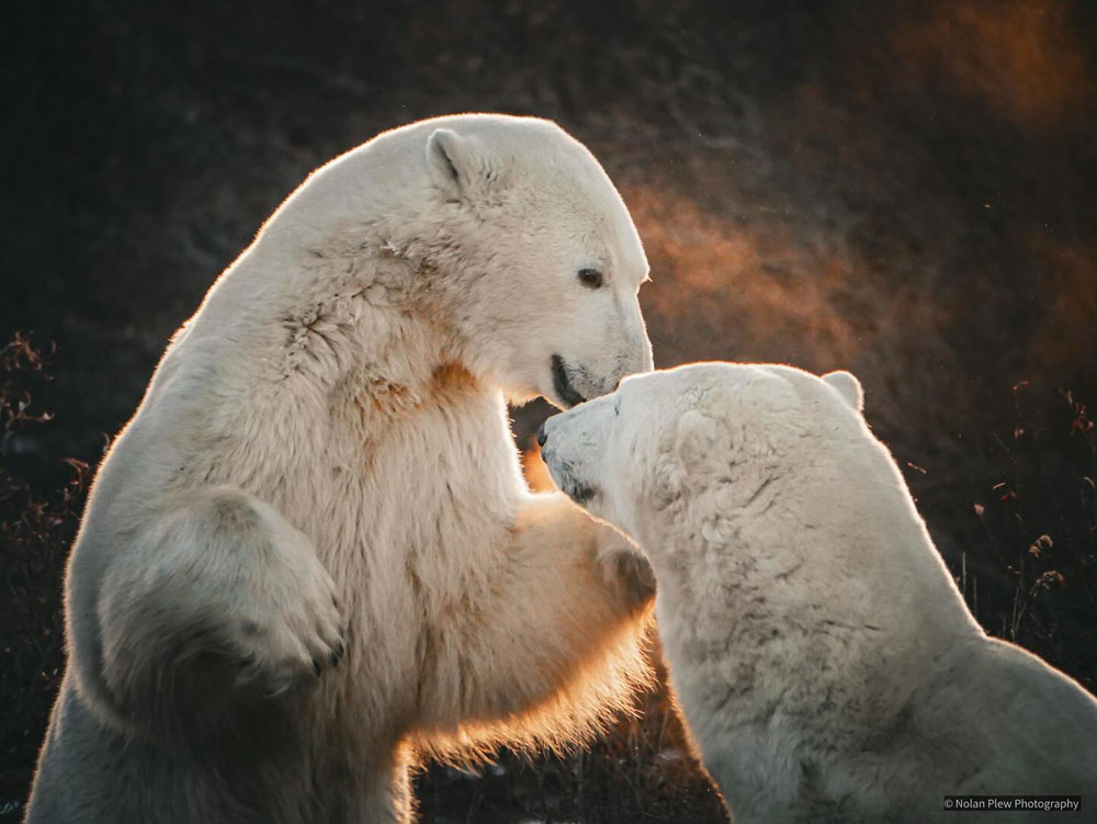 A deft move. Polar bears sparring at Dymond Lake Ecolodge on the Great Ice Bear safari. Nolan Plew photo.