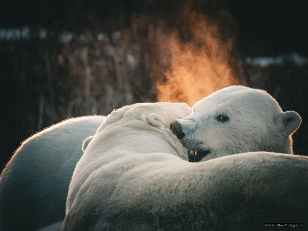 Polar bears sparring at Dymond Lake Ecolodge on the Great Ice Bear safari. Nolan Plew photo.