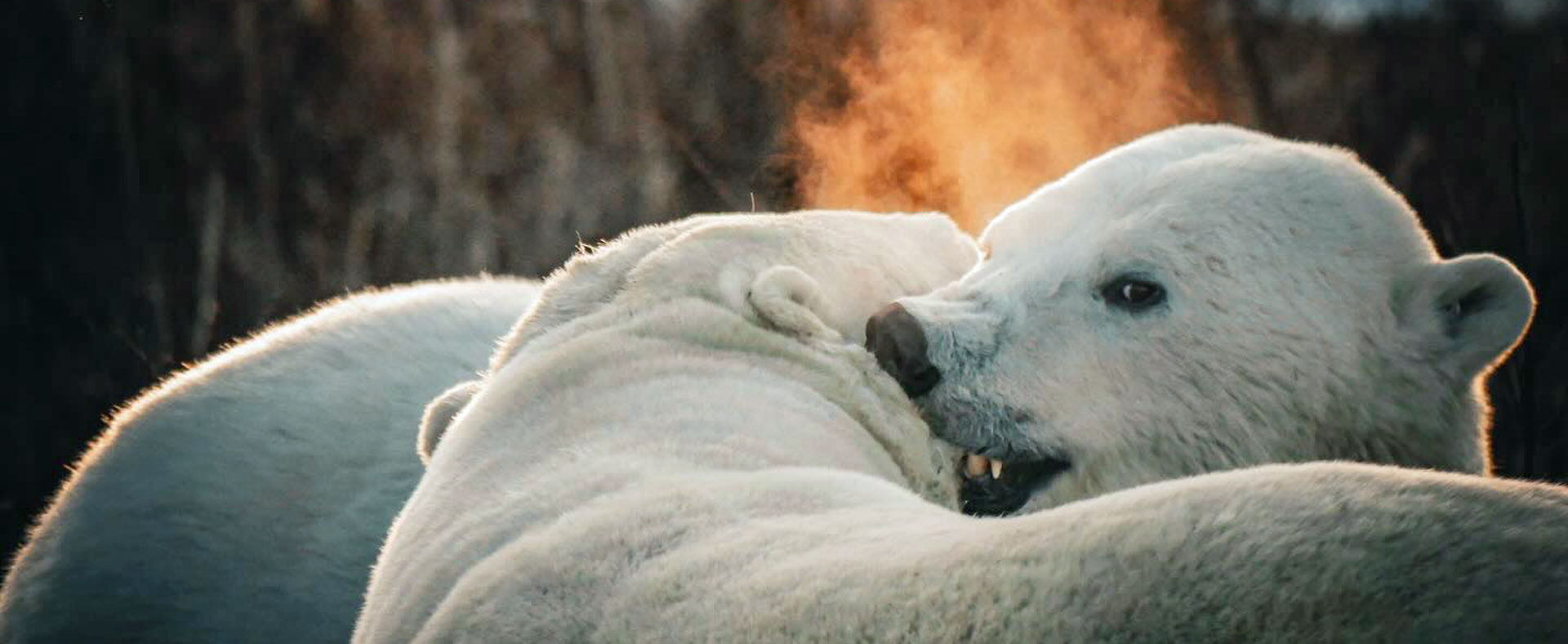 2025 Great Ice Bear: Best Season Ever at Dymond Lake Ecolodge