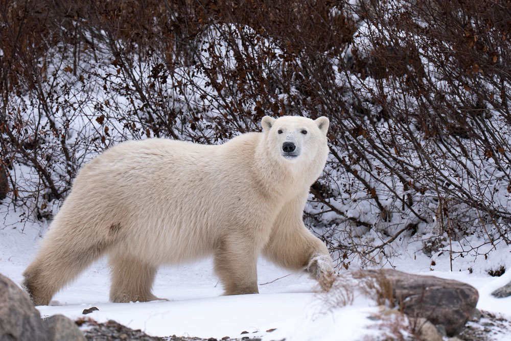 A completely new landscape is beginning to form at Seal River. Just what the polar bears ordered! Christoph Jansen / ArcticWild.net photo.