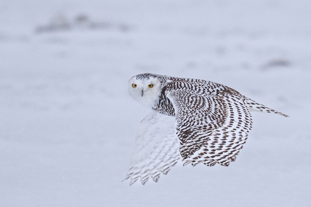 Snowy owls have flourished this fall at Nanuk. Fabienne Jansen / ArcticWild.net photo.