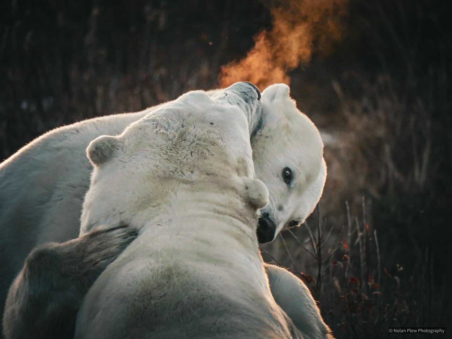 Polar bears sparring at Dymond Lake Ecolodge on the Great Ice Bear safari. Training bites. Nolan Plew photo.