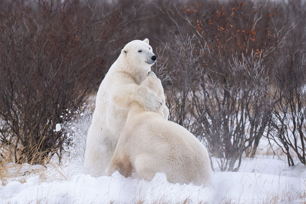 Polar bears sparring, one with a sly look, at Nanuk Polar Bear Lodge. Christoph Jansen / ArcticWild.net photo.