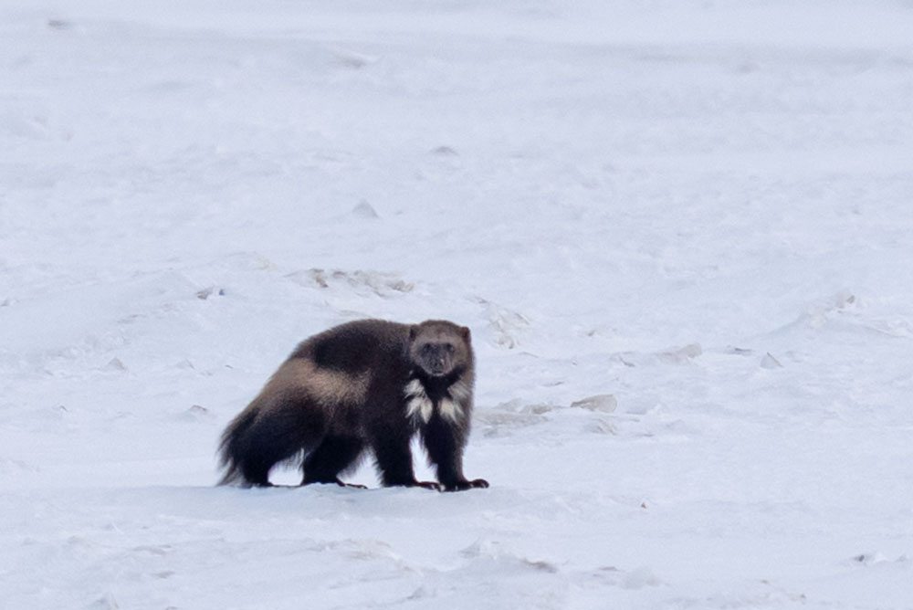 Elusive wolverine at Nanuk. Fabienne Jansen / ArcticWild.net photo.