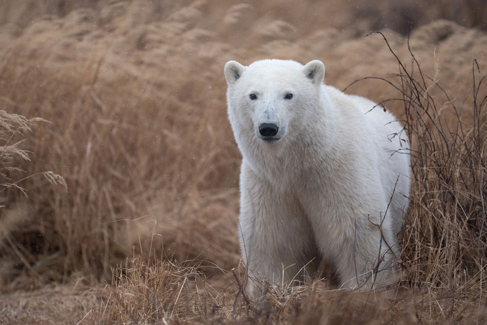 Young polar bear at Seal River Heritage Lodge right before the big freeze. Christoph Jansen / ArcticWild.net photo.