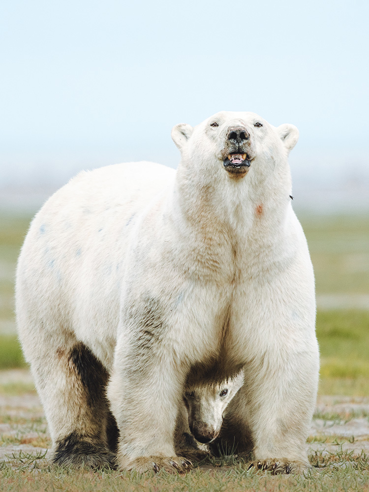 polar-bear-mom-and-cub-churchill-wild