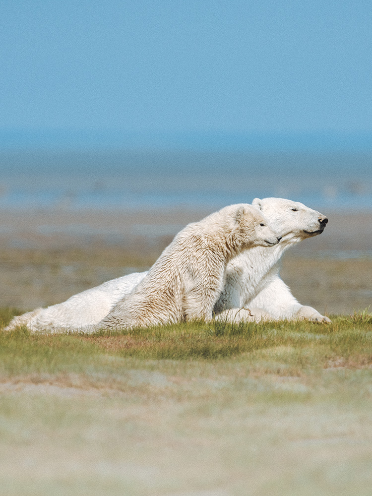 polar-bears-churchill-wild