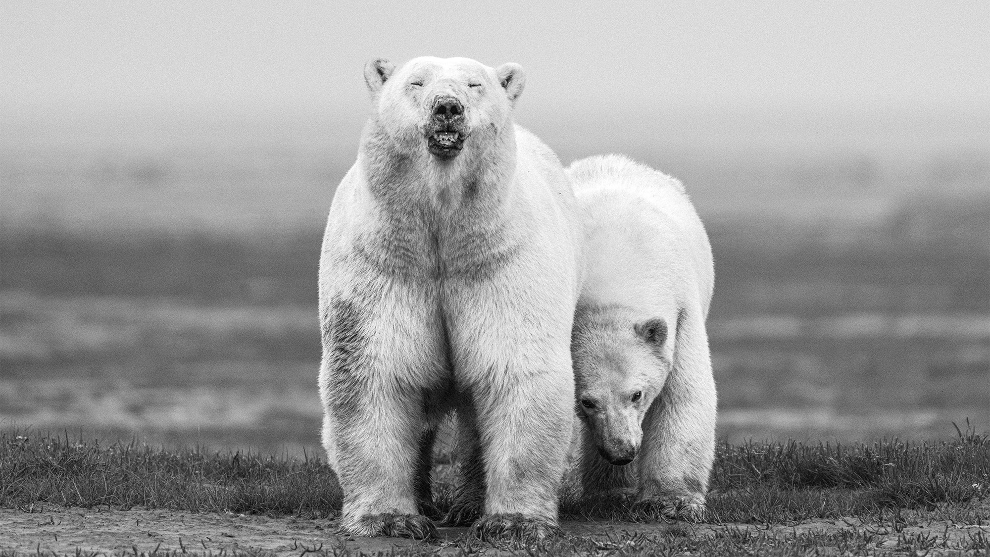 polar bear mom and cub