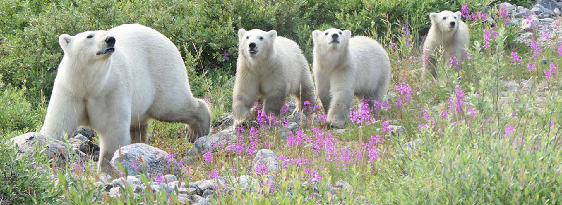 Polar bear triplets at Churchill Wild's Seal River Heritage Lodge on their summer polar bear safari Birds, Bears & Belugas. Ron Carmichael photo.